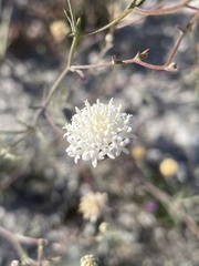 Chaenactis carphoclinia