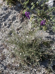 Chaenactis carphoclinia