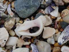 Coralliophila radula