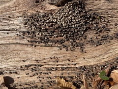 Xylobolus frustulatus