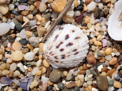 Spondylus nicobaricus