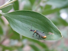Chauliognathus lugubris