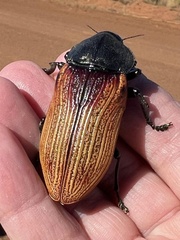 Temognatha stevensii