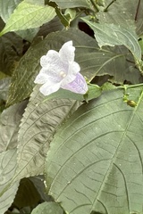 Asystasia gangetica