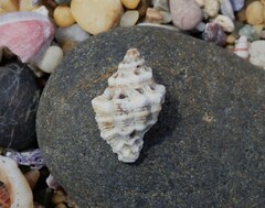 Murichorda fiscellum