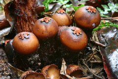 Calostoma fuscum