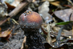 Calostoma fuscum