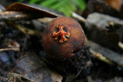 Calostoma fuscum