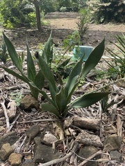Sansevieria masoniana