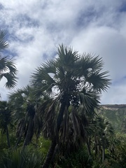 Pritchardia