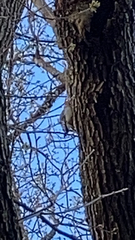 Melanerpes carolinus