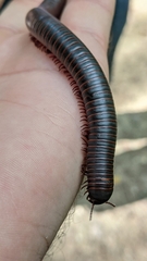 Narceus americanus