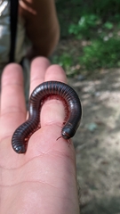 Narceus americanus