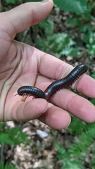 Narceus americanus