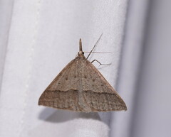 Epidesmia hypenaria
