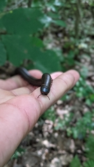 Narceus americanus