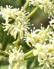 Micromelum minutum