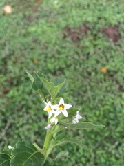 Solanum physalifolium