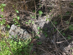 Calystegia sepium roseata