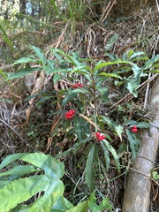 Ardisia crenata