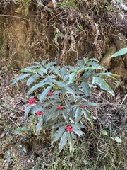 Ardisia crenata