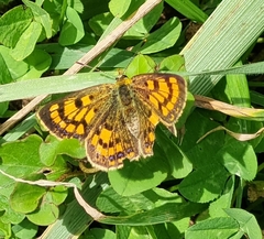 Lycaena 'canterbury common copper'