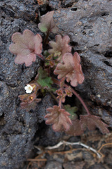 Phacelia rotundifolia