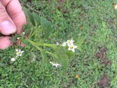 Solanum physalifolium