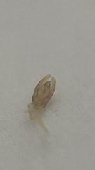 Coelostoma vitalisi
