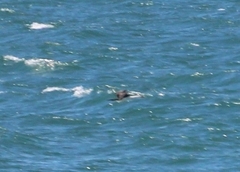 Phalacrocorax varius