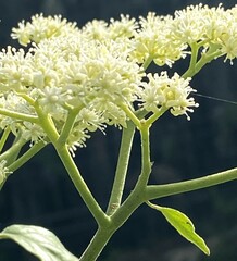 Micromelum minutum