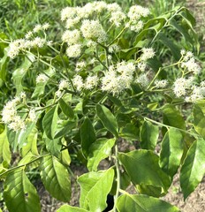 Micromelum minutum
