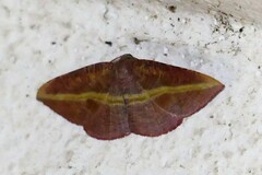 Hypochrosis iris