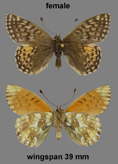 Boloria napaea