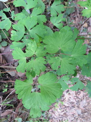 Aquilegia formosa