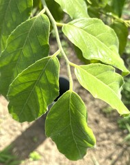 Micromelum minutum