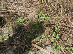Calystegia sepium roseata