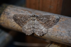 Neoalcis californiaria