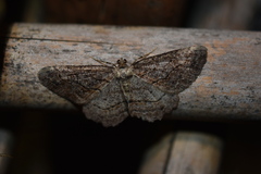 Neoalcis californiaria