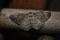 Neoalcis californiaria