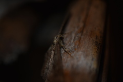 Neoalcis californiaria