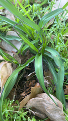 Chlorophytum comosum