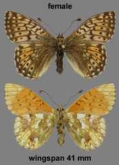 Boloria napaea