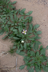 Oenothera deltoides