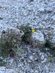 Eschscholzia minutiflora
