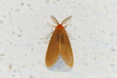 Pareuchaetes pseudoinsulata