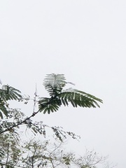 Afrocarpus falcatus