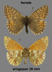 Boloria napaea