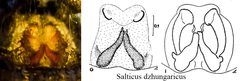 Salticus dzhungaricus