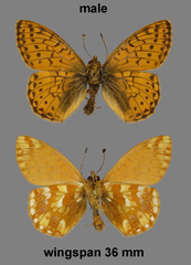 Boloria napaea